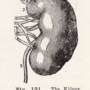 The kidney, showing the arteries and veins of the organ (engraving)