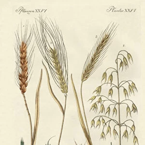 Kinds of grain (coloured engraving)