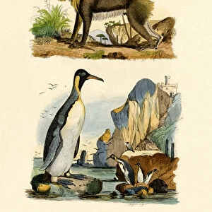 King Penguin, 1833-39 (coloured engraving)