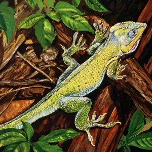 Lizards Collection: Knight Anole