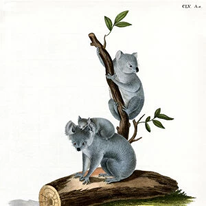 Koala (coloured engraving)