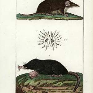 Shrew-mole