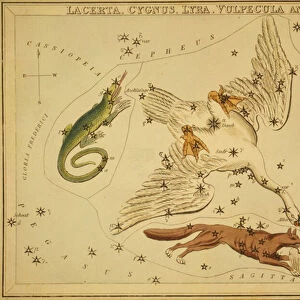Lacerta, Cygnus, Lyra, Vulpecula and Anser, Illustration from Uranias Mirror, 1825 (etching)