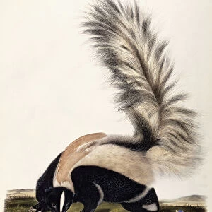Mephitidae Collection: Hooded Skunk