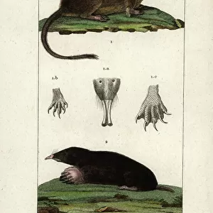 Talpidae Collection: Shrew-mole