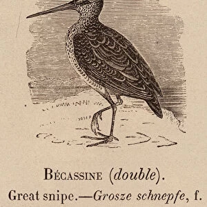 Le Vocabulaire Illustre: Becassine (double); Great snipe; Grosze schnepfe (engraving)
