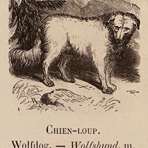 Le Vocabulaire Illustre: Chien-loup; Wolfdog; Wolfshund (engraving)