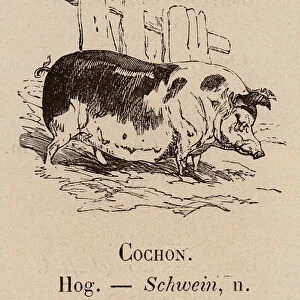 Le Vocabulaire Illustre: Cochon; Hog; Schwein (engraving)