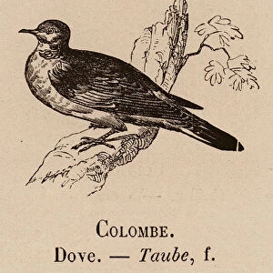Le Vocabulaire Illustre: Colombe; Dove; Taube (engraving)