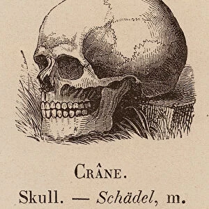 Le Vocabulaire Illustre: Crane; Skull; Schadel (engraving)