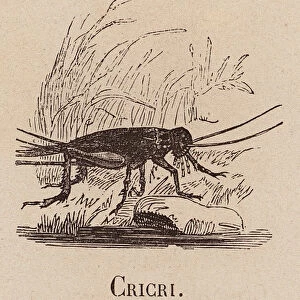 Le Vocabulaire Illustre: Cricri; Cricket; Heimchen (engraving)