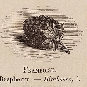 Le Vocabulaire Illustre: Framboise; Raspberry; Himbeere (engraving)