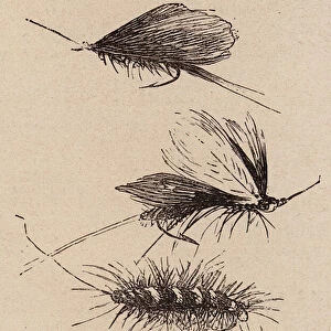 Le Vocabulaire Illustre: Mouche (artificielle); Artificial fly; Fliege (engraving)