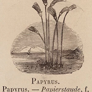 Le Vocabulaire Illustre: Papyrus; Papierstaude (engraving)