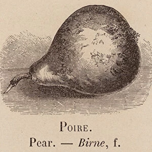Le Vocabulaire Illustre: Poire; Pear; Birne (engraving)
