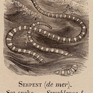 Le Vocabulaire Illustre: Serpent (de mer); Sea-snake; Seeschlange (engraving)
