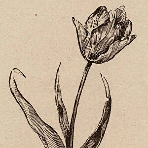 Le Vocabulaire Illustre: Tulipe; Tulip; Tulpe (engraving)