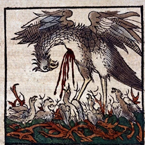 The legend of the pelican: he gives his blood and bowels to feed his young