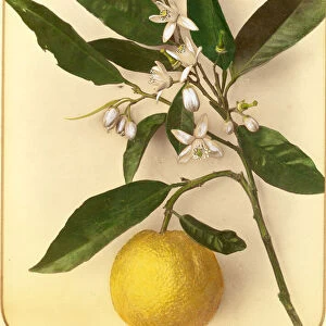 Lemon, 1870s (albumen print)