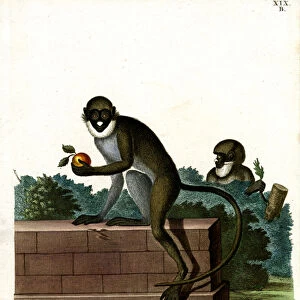 Lesser Spot-nosed Monkey (coloured engraving)
