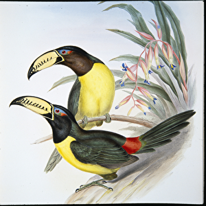 Toucans Canvas Print Collection: Lettered Aracari