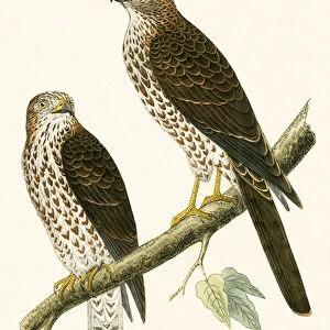Accipitridae Collection: Levant Sparrowhawk