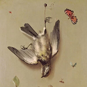 Still Life of Dead Birds and Cherries, 1712 (oil on canvas)