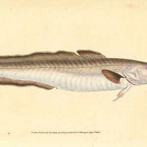 Ling fish, Molva molva (Gadus molva). Handcoloured copperplate drawn and engraved by Edward Donovan from his Natural History of British Fishes, Donovan and F. C. and J. Rivington, London, 1802-1808