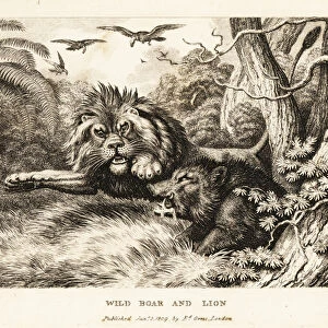 A lion and wild boar fight while vultures circle above. 1811 (etching)