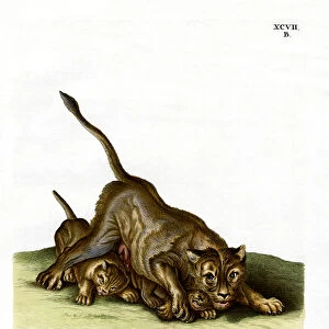 Lioness (coloured engraving)