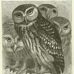 Little Owls (engraving)
