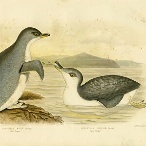 Little Penguin, 1891 (colour litho)
