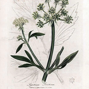 Liveche (Ligustium levistium) or mountain ache. Hand-coloured copper engraving from an illustration by James Sowerby. Excerpt from the book of William Woodville and Sir William Jackson Hooker " Botanique medicinale" 1832