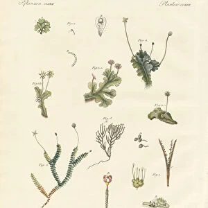 Liverworts (coloured engraving)