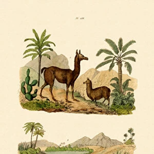Llama, 1833-39 (coloured engraving)