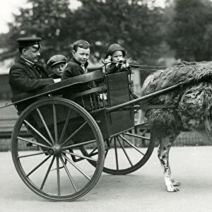 A Llama Cart ride with keeper and children at London Zoo, May 1914 (b / w photo)