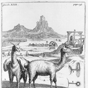 Llamas and diagrams concerning mineral extraction, from