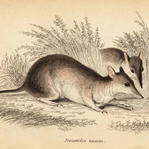 Peramelidae Collection: Long-nosed Bandicoot