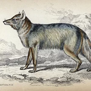 Dogs (Wild) Collection: Culpaeus