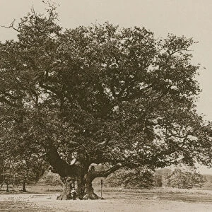 The Major Oak, Sherwood Forest (b / w photo)