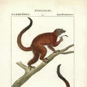 Lemuridae Cushion Collection: White-fronted Lemur
