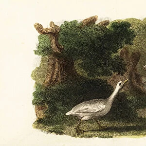 The male goose Jacquot and his human friend, a French gentlemen, 18th century