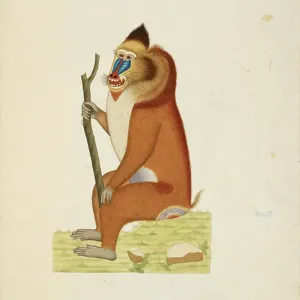 Mandrill Watercolour Print BL3306912