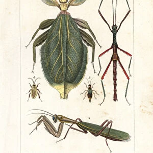 Dermaptera Collection: European Earwig
