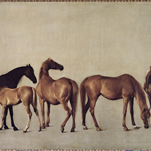 Mares and Foals without a Background, c. 1762