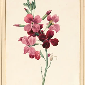 Matthiola, Stock, 1826 (w / c with some bodycolour on paper)
