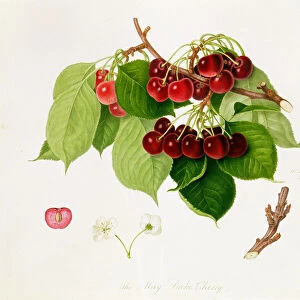 The May Duke Cherry, 1815 (w / c on paper)
