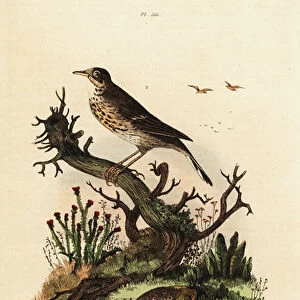Meadow pipit and Suriname toad. 1824-1829 (engraving)