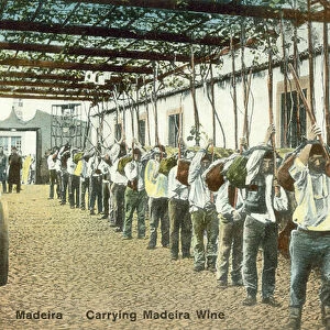 Men carrying Madeira wine, Madeira (colour photo)