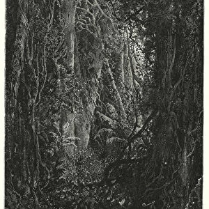 Mitamba, forest in the Congo (litho)